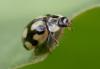 Adalia decempunctata